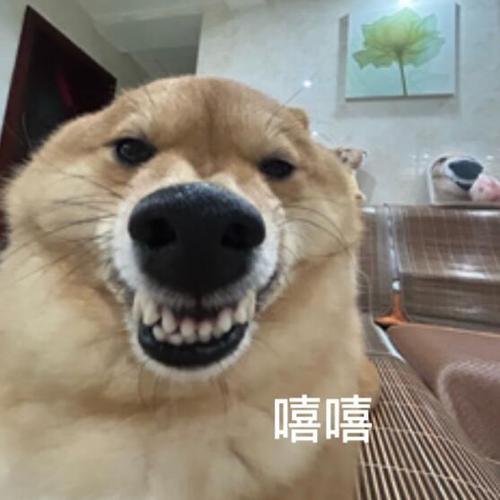 狗狗呲牙表情包gif游戏截图