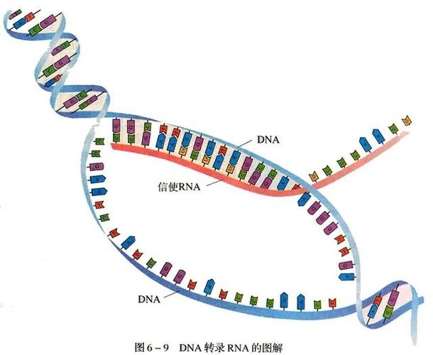 dna病毒和rna病毒缩略图
