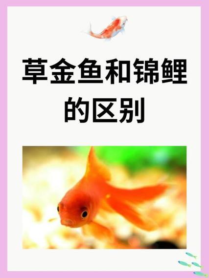 锦鲤和草金混养几条好缩略图