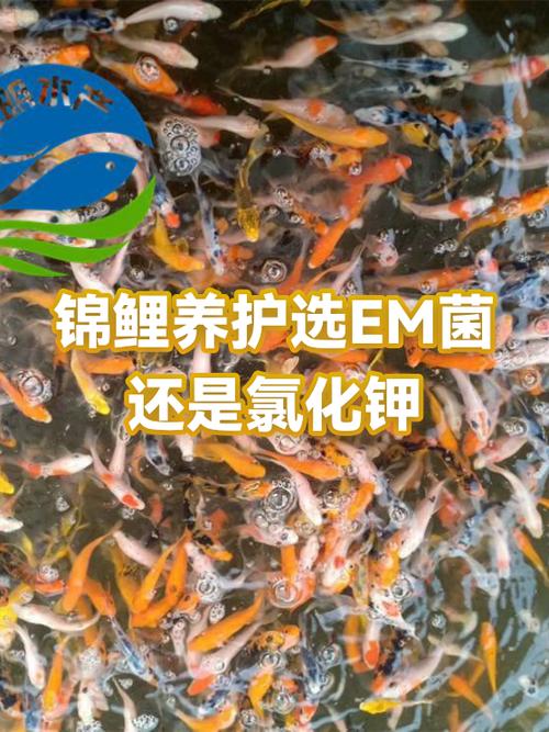 给锦鲤泡鱼食的益生菌游戏截图