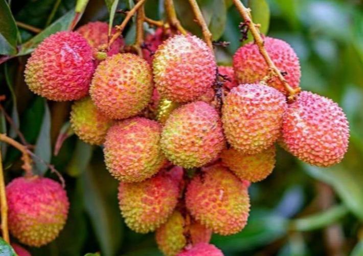 孕妇可以吃荔枝吗缩略图
