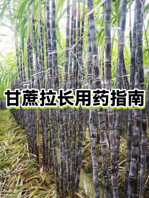我的世界甘蔗生长速度缩略图