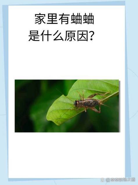 家里出现蛐蛐是什么预兆缩略图