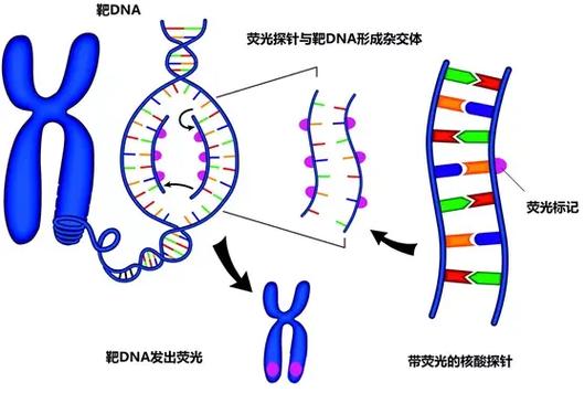 肿瘤fish检测什么意思缩略图