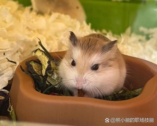 仓鼠能活多少年的寿命缩略图