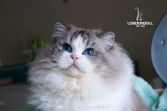 英国布偶猫缩略图