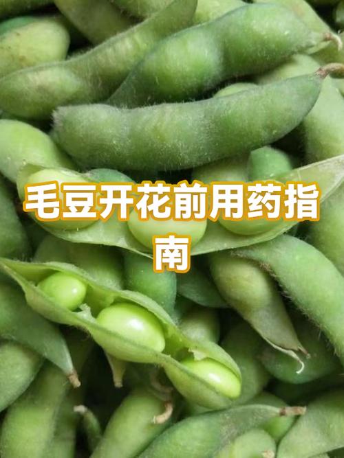 毛豆是凉性还是热性游戏截图