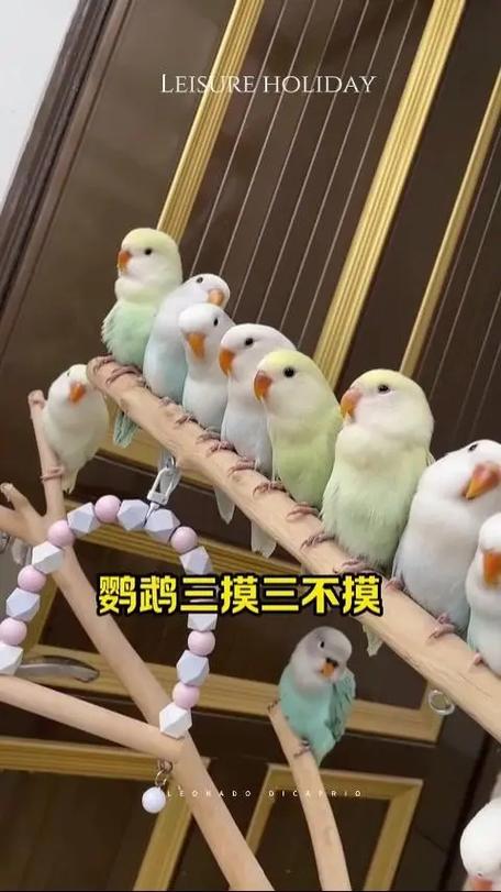 虎皮鹦鹉喜欢人摸它吗缩略图