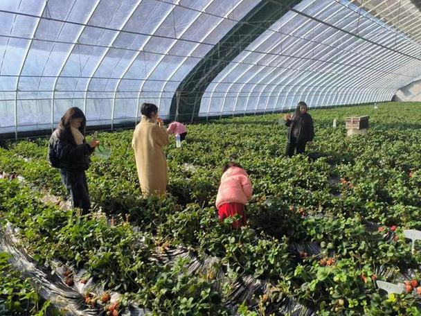 大棚摘草莓不洗能直接吃吗游戏截图