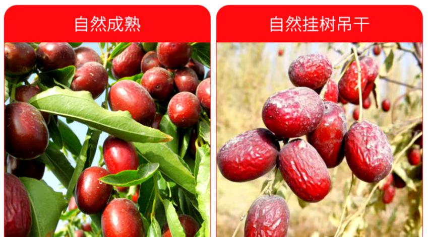 中国十大红枣排名榜缩略图