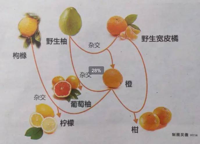 吃橘子上火还是降火缩略图
