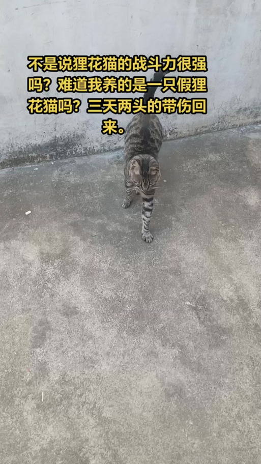 哪种猫可以打过狸花猫缩略图