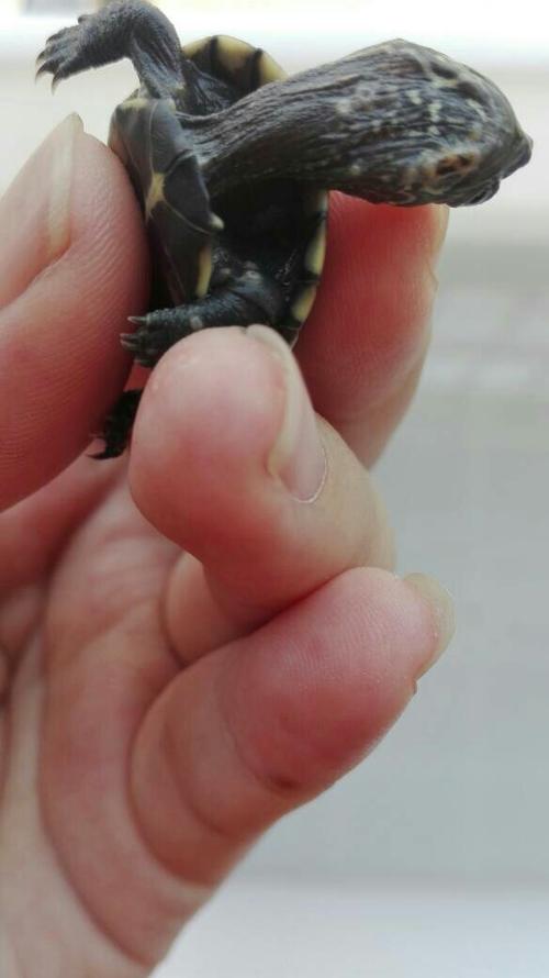 草龟皮肤有白色斑点缩略图