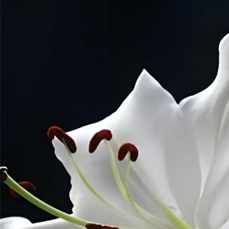 水养百合花技巧与方法缩略图