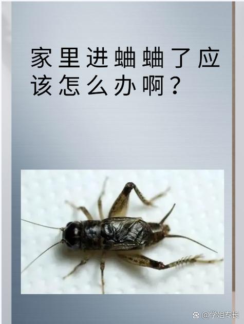 二楼怎么会有蛐蛐缩略图