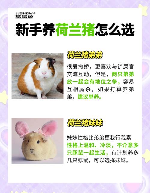 荷兰猪怎么养缩略图