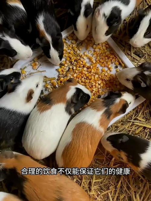 豚鼠养殖技术游戏截图