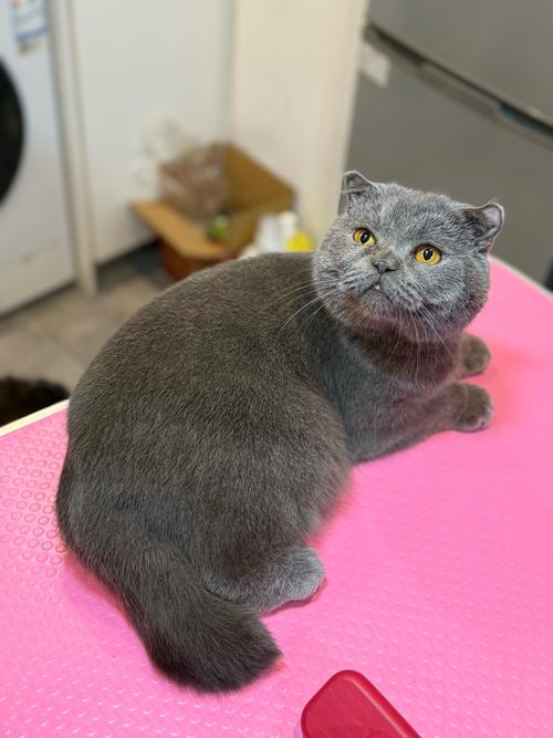 蓝猫皮肤是什么颜色缩略图