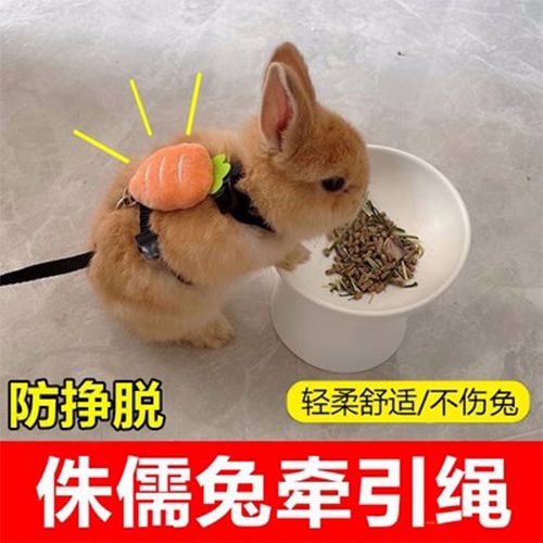 兔子遛绳自己做简单游戏截图