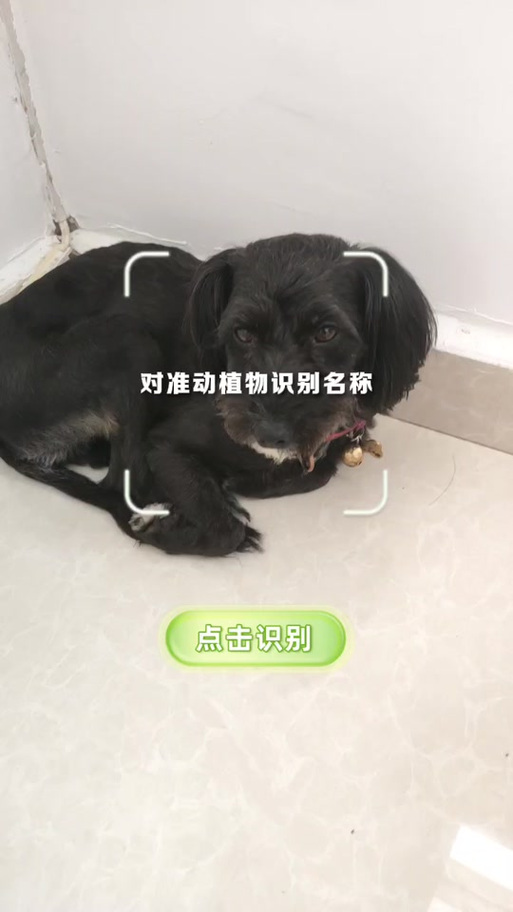 识物扫一扫识别动物缩略图