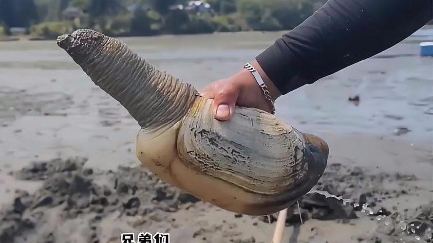 挖象拔蚌视频缩略图