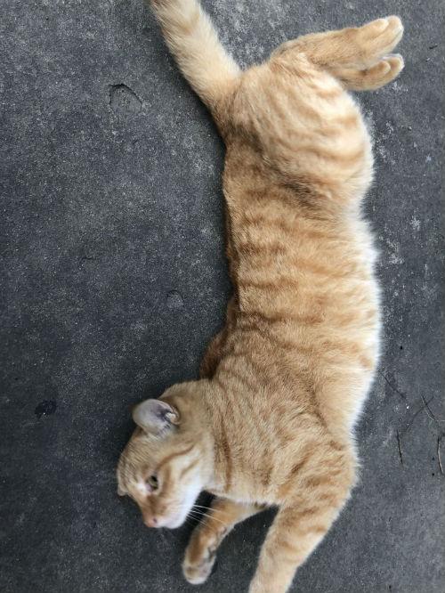 拍立淘拍猫猫缩略图