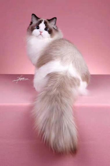 布偶猫美图缩略图