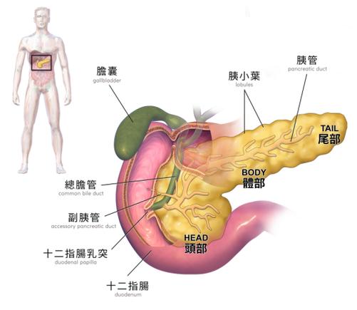 胰头肿瘤2一3cm属于大吗游戏截图