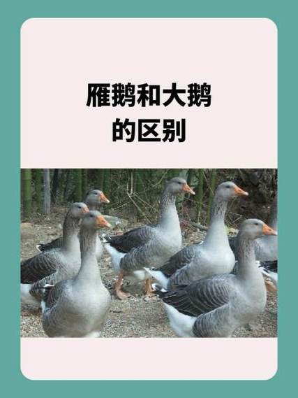 08款大鹅和09款有什么区别缩略图