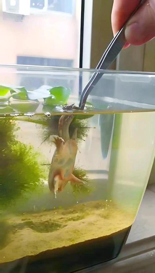 鱼缸里可以养甲鱼吗缩略图