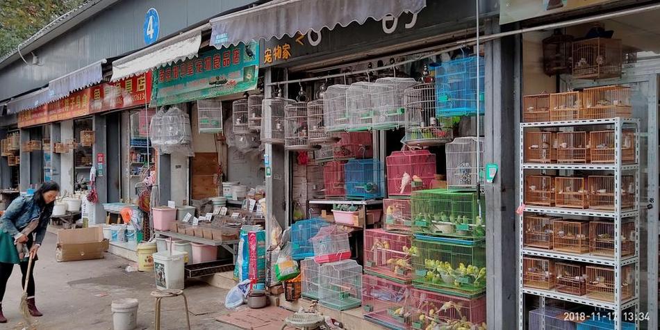 花鸟鱼市场缩略图