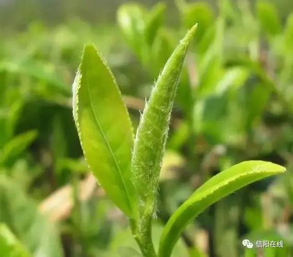 苏山白茶属于什么档次缩略图