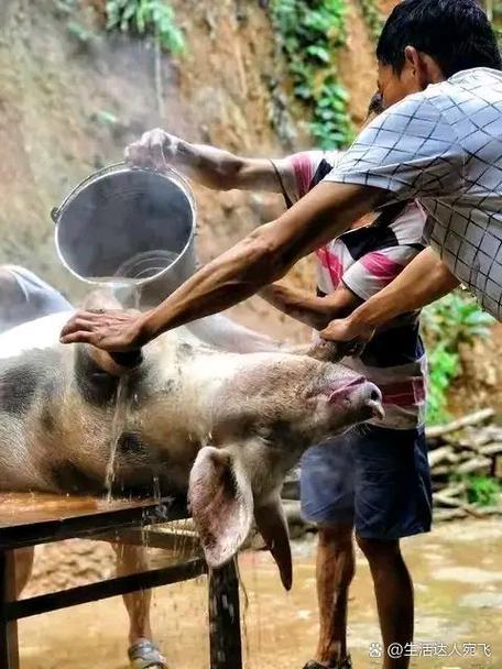 养猪达人提现缩略图