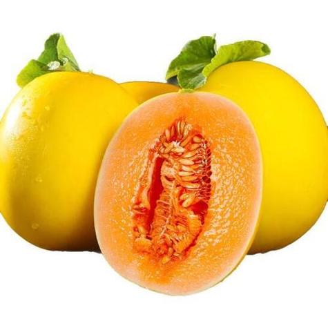 瓜都有什么品种的瓜缩略图