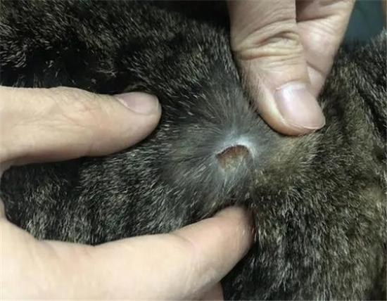 猫脖子后两块凸起的骨头是什么缩略图