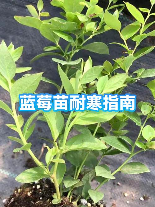 蓝莓耐寒多少度缩略图