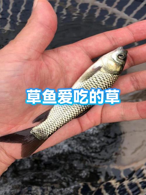 草鱼最爱吃的3种水草缩略图