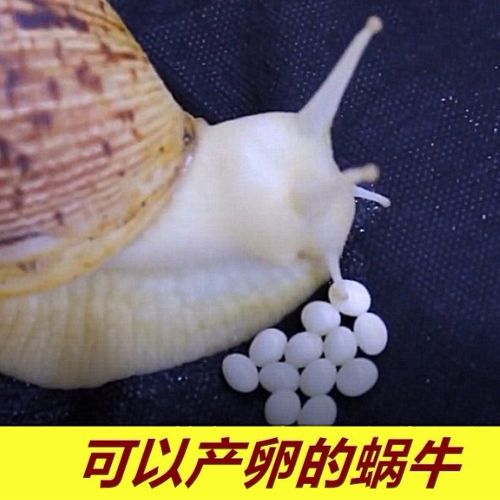 蜗牛大蜗牛缩略图