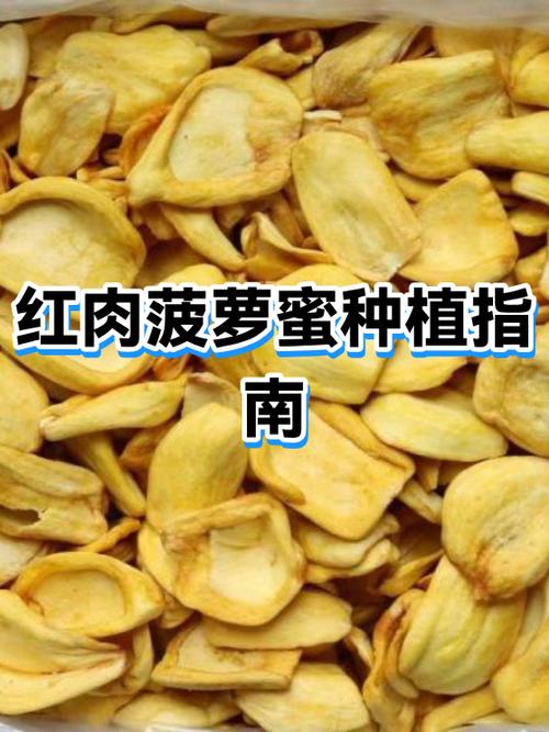红肉菠萝蜜口感是脆的吗缩略图