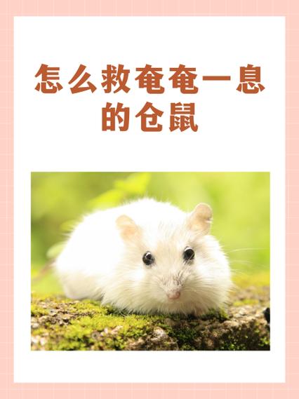 仓鼠公寓怎么换仓鼠出行缩略图