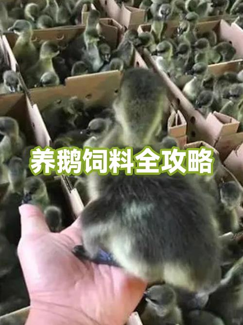 养鹅有什么好处和坏处缩略图