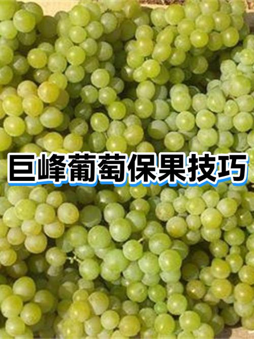 巨峰葡萄怎样保果游戏截图
