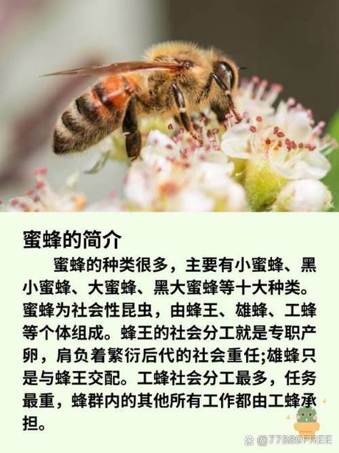 蜜蜂的资料简介缩略图