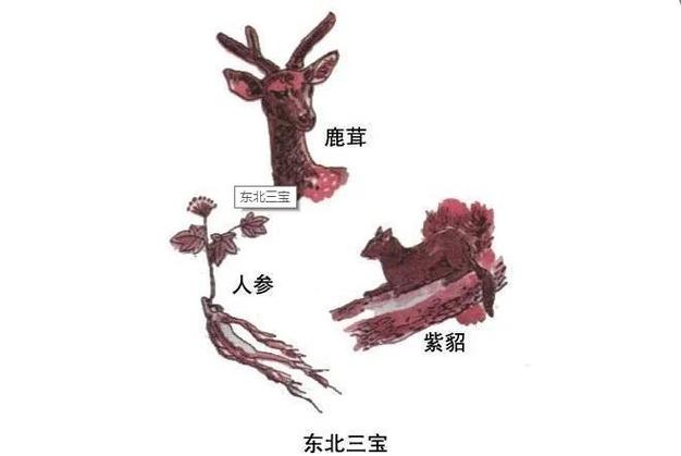 人参雀和赶山王的主要内容游戏截图