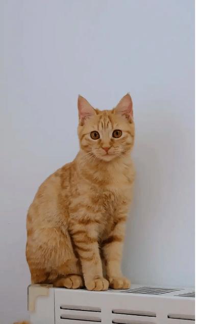母猫叫声播放吸引猫游戏截图