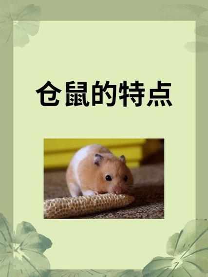 仓鼠爱吃啥缩略图