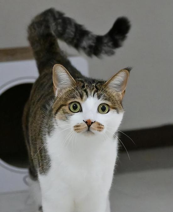 十大最好养猫排名游戏截图