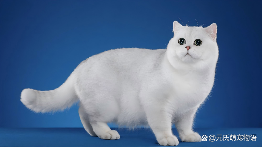 银渐层猫的优点和缺点图标