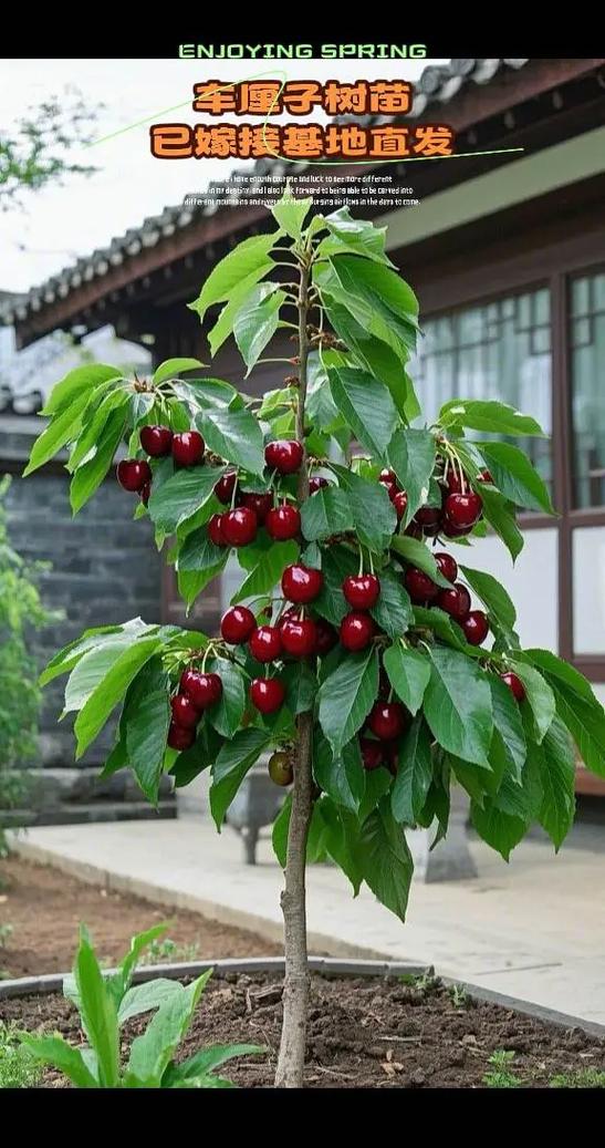 结红果子的树是什么树缩略图