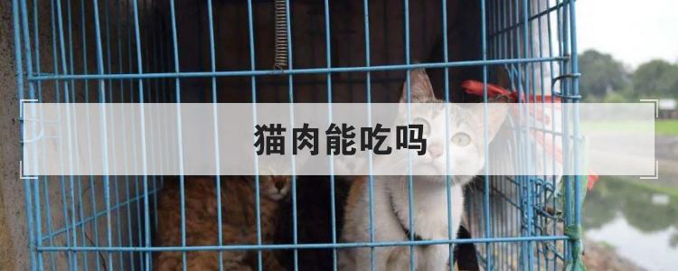 猫肉不能吃的迷信说法缩略图